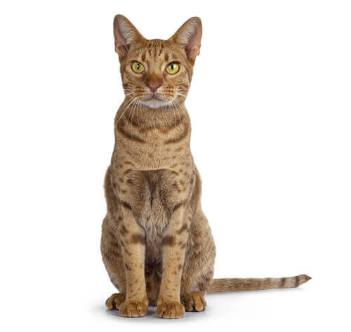 Oxy cat breed 2025